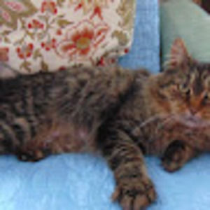 Meet your Posher, Diane